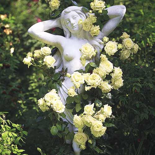 Роза катерлива Green изображение 1 артикул 2162