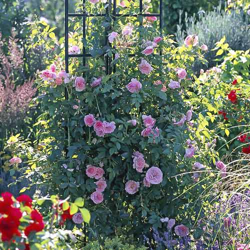 Роза катерлива Kir Royal изображение 1 артикул 6251