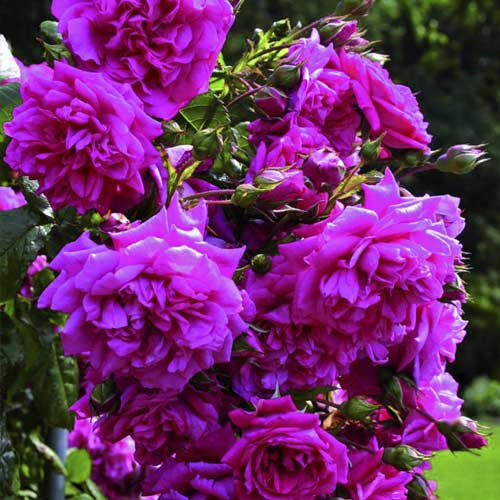 Роза катерлива Laguna®, C5 изображение 2 артикул 5495