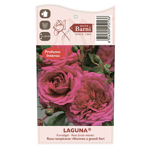 Роза катерлива Laguna®, C5 изображение 4 артикул 5495
