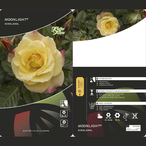 Роза катерлива Moonlight ®, С5 изображение 3 артикул 6181