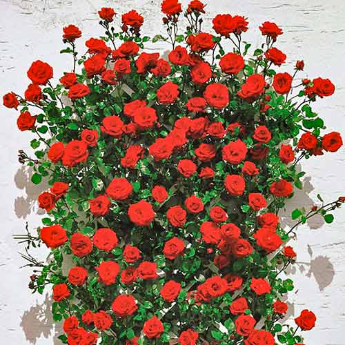 Роза катерлива Mushimara, root ball изображение 1 артикул 2171