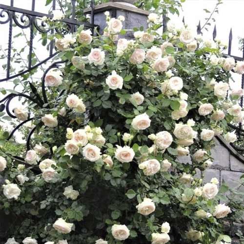 Роза катерлива Palais Royal изображение 1 артикул 6254