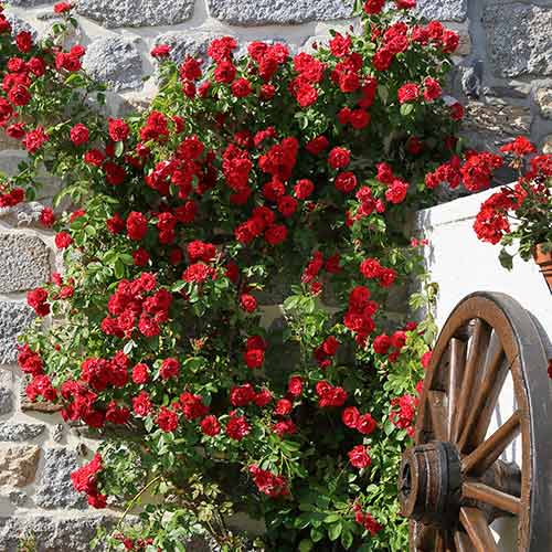 Роза катерлива Paul's Scarlet, root ball изображение 1 артикул 2176