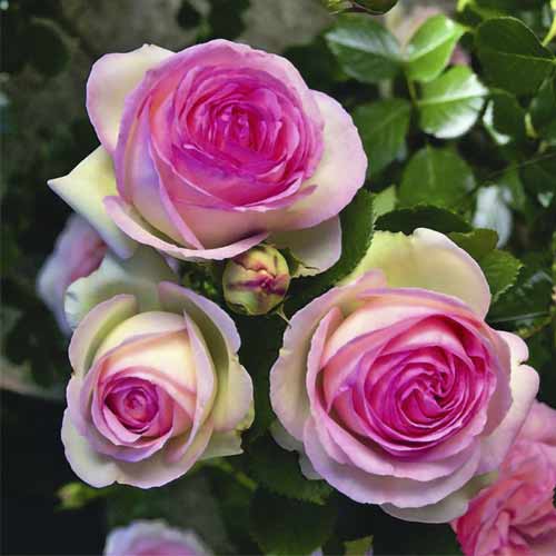 Роза катерлива Pierre de Ronsard®, C5 изображение 2 артикул 5497