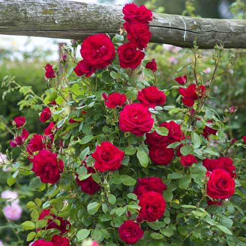 Роза катерлива Red Rodin изображение 1 артикул 6255