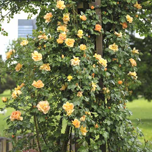 Роза катерлива Redova ®, С5 изображение 1 артикул 6182