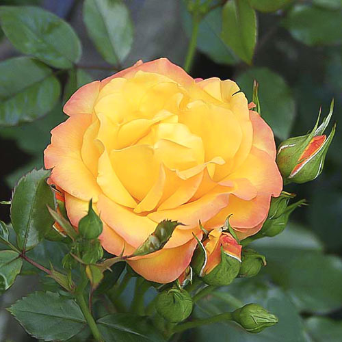 Роза катерлива Redova ®, С5 изображение 2 артикул 6182