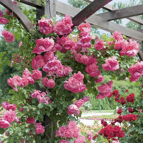 Роза катерлива Rosarium Uetersen изображение 1 артикул 6256