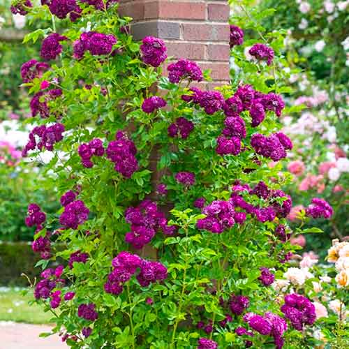 Роза катерлива Violet изображение 1 артикул 5894