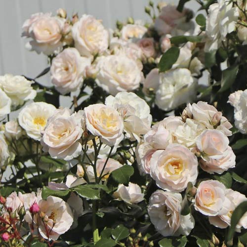 Роза миниатюрна Lady Meillandina изображение 1 артикул 6260