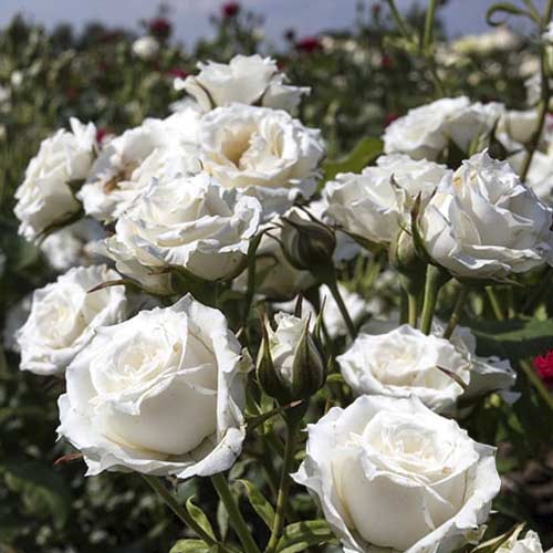 Роза миниатюрна Sсhnee Princess изображение 1 артикул 6264