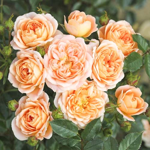 Роза миниатюрна Sweet Dream изображение 1 артикул 6262