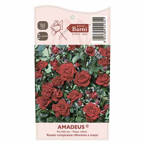 Róża pnąca Amadeus®, C5 interface.image 3 interface.art 5490