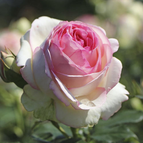 Róża pnąca Eden Rose®, C3 interface.image 2 interface.art 4559