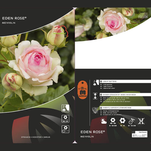 Róża pnąca Eden Rose®, C3 interface.image 3 interface.art 4559