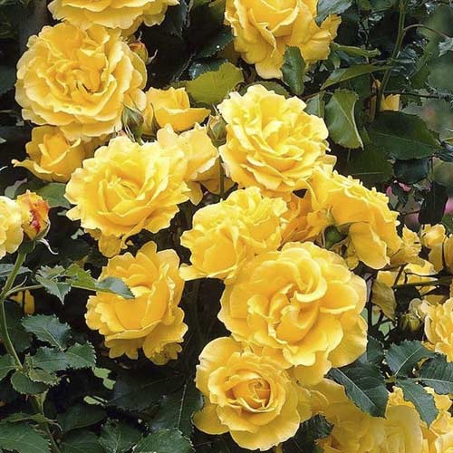 Róża pnąca Golden Climber®, C3 interface.image 1 interface.art 5826
