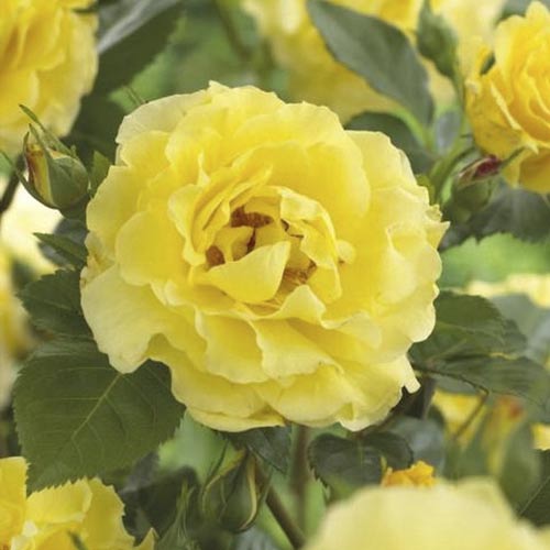 Róża pnąca Golden Climber®, C3 interface.image 2 interface.art 5826