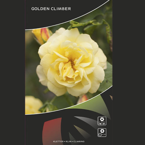 Róża pnąca Golden Climber®, C3 interface.image 3 interface.art 5826