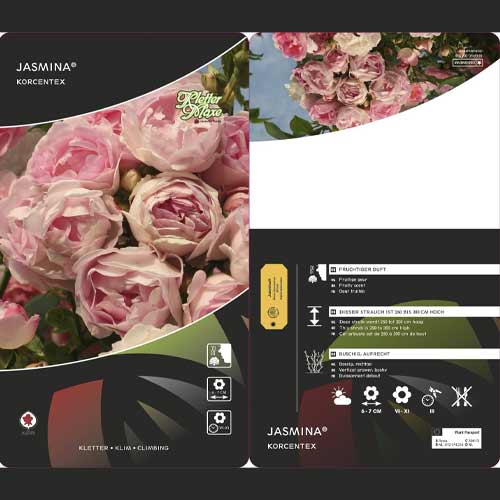 Róża pnąca Jasmina ®, С5 interface.image 3 interface.art 6180