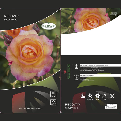 Róża pnąca Redova ®, С5 interface.image 3 interface.art 6182