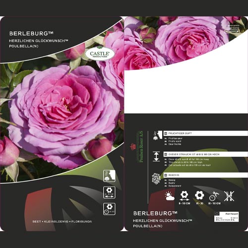 Róża rabatowa Berleburg ®, С5 interface.image 3 interface.art 6170