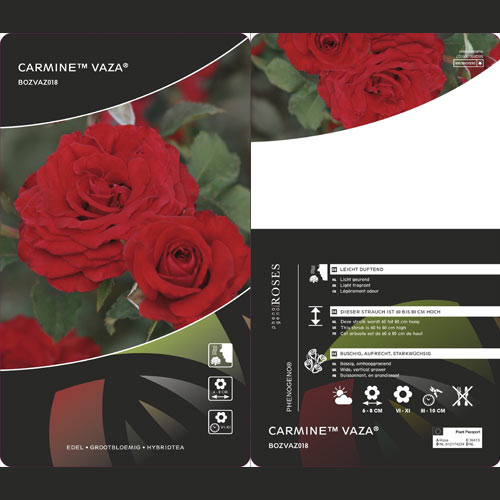 Róża rabatowa Carmine™ Vaza ®, С3 interface.image 2 interface.art 6171