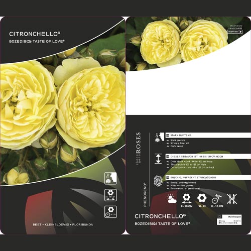 Róża rabatowa Citronchello™, С3 interface.image 2 interface.art 5821