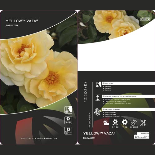 Róża rabatowa Dark Yellow™ Vaza ®, С3 interface.image 2 interface.art 6173