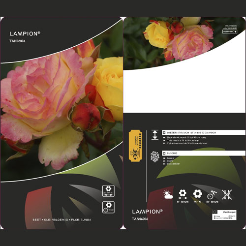 Róża rabatowa Lampion ®, С3 interface.image 3 interface.art 6175