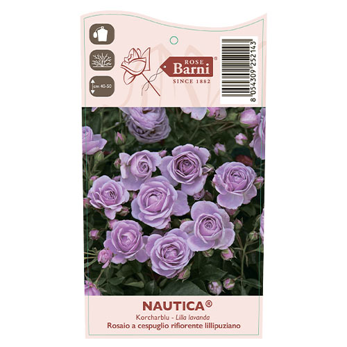 Róża rabatowa Nautica®, C5 interface.image 4 interface.art 6150