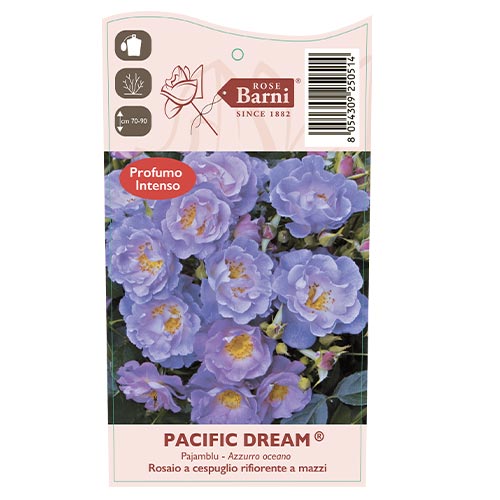 Róża rabatowa Pacific Dream®, C5 interface.image 5 interface.art 6148
