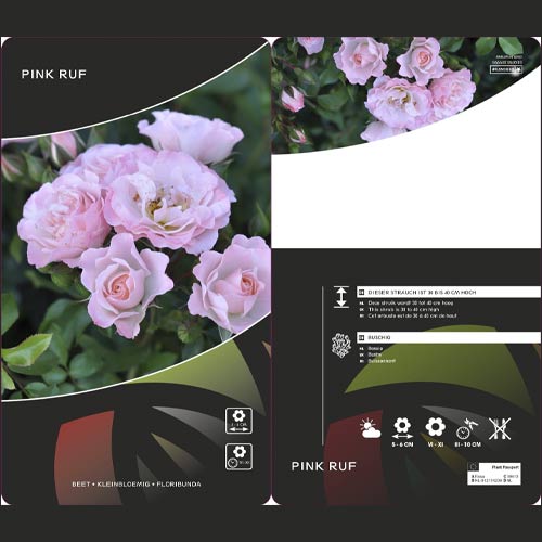 Róża rabatowa Pink Ruf, С5 interface.image 2 interface.art 6177