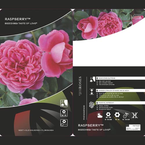 Róża rabatowa Raspberry ™, С3 interface.image 3 interface.art 6178