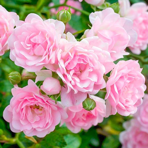 Роза The Fairy изображение 1 артикул 5010