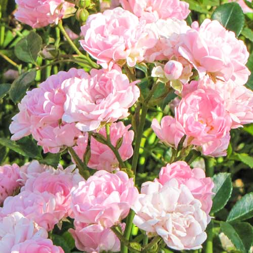 Роза Virgo Fairy изображение 1 артикул 5011