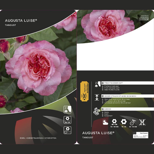 Róża wielkokwiatowa Augusta Luise®, C5 interface.image 2 interface.art 4561