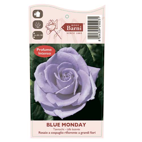Róża wielkokwiatowa Blue Monday®, C5 interface.image 4 interface.art 5528