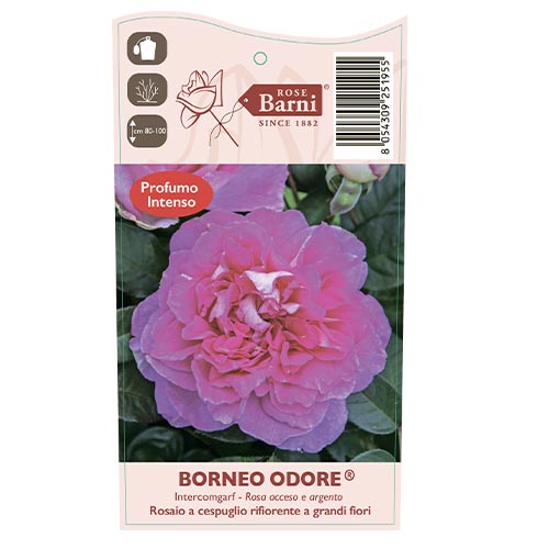 Róża wielkokwiatowa Borneo Odore®, C5 interface.image 4 interface.art 6157