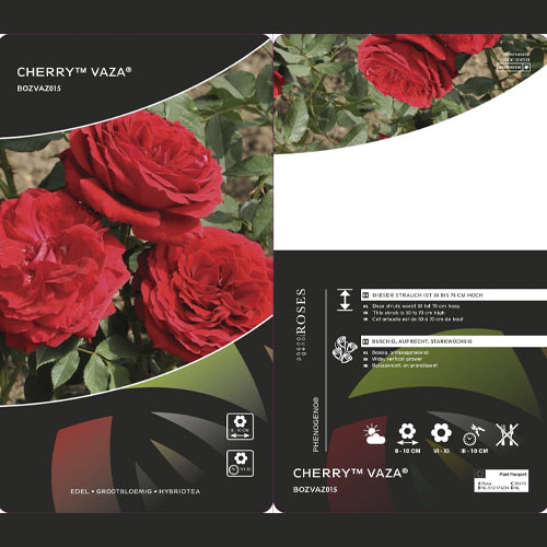 Róża wielkokwiatowa Cherry™ Vaza ®, С3 interface.image 2 interface.art 6184