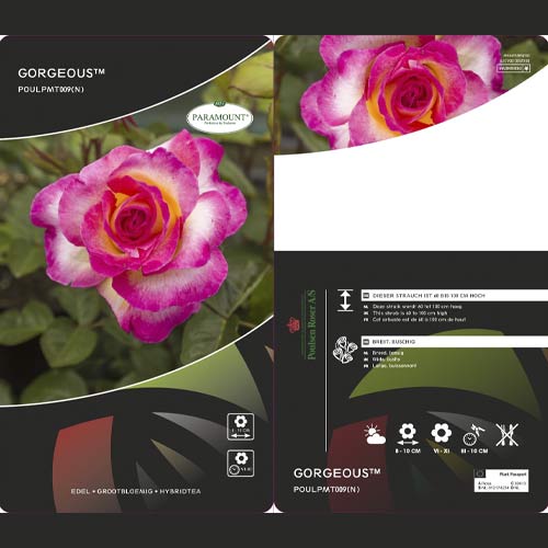 Róża wielkokwiatowa Gorgeous Paramount®, С5 interface.image 1 interface.art 6186