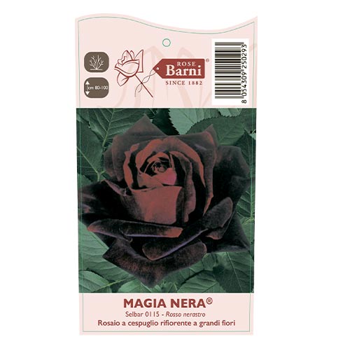 Róża wielkokwiatowa Magia Nera®, C5 interface.image 4 interface.art 5533