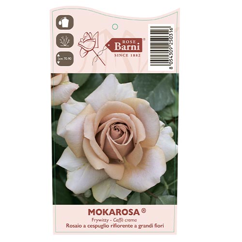 Róża wielkokwiatowa Mokarosa®, C5 interface.image 3 interface.art 5535