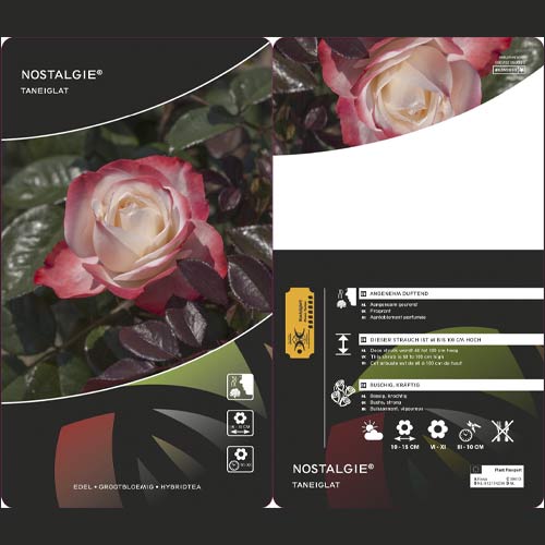 Róża wielkokwiatowa Nostalgie®, C5 interface.image 2 interface.art 4563