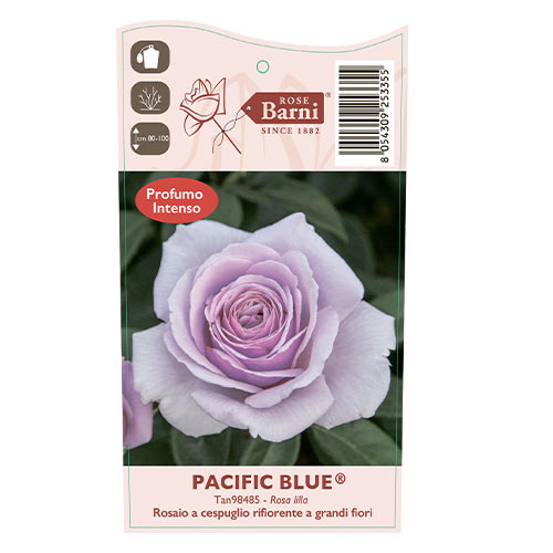 Róża wielkokwiatowa Pacific Blue®, C5 interface.image 5 interface.art 6161