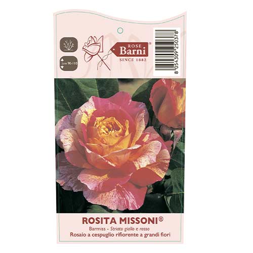 Róża wielkokwiatowa Rosita Missoni®, C5 interface.image 4 interface.art 6163