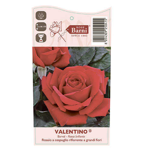 Róża wielkokwiatowa Valentino®, C5 interface.image 3 interface.art 5539