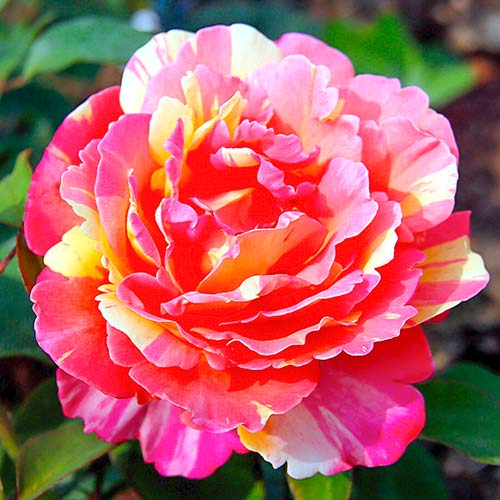 Róża wielkokwiatowa Variegata di Barni® interface.image 1 interface.art 5540