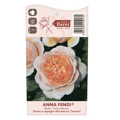 Róża wielkokwiatowa Anna Fendi®, C5 interface.image 4 interface.art 5548