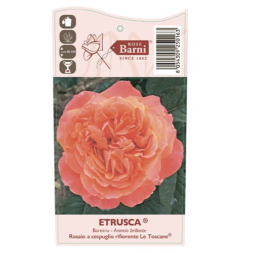 Róża wielkokwiatowa Etrusca®, C5 interface.image 3 interface.art 5550